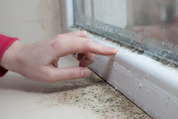 Best Mold Remediation for Healthcare Facilities  in Buena Vista, MI