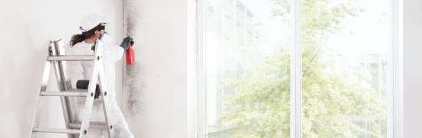 Best Commercial Mold Inspection  in Buena Vista, MI